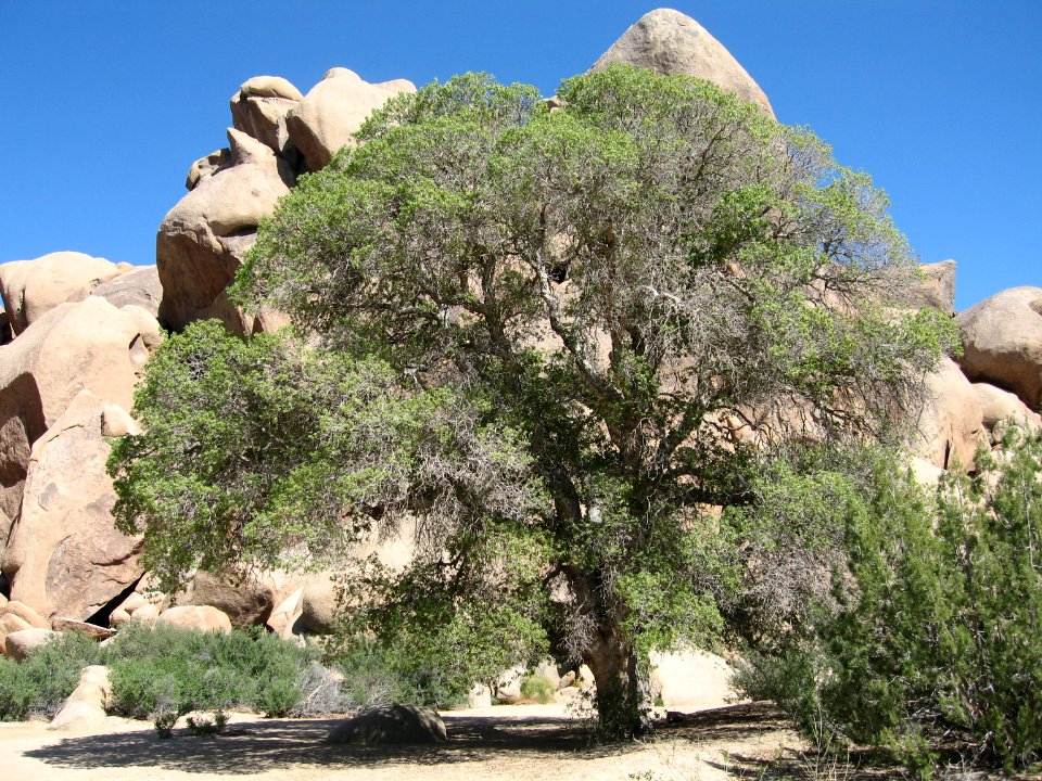 Oak tree; Live Oak picnic area