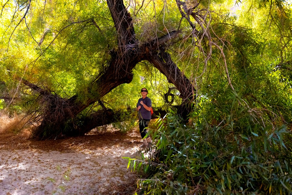 Goodding's willow (Salix gooddingii) at Willow Hole