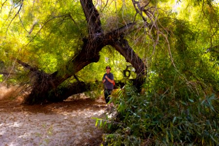 Goodding's willow (Salix gooddingii) at Willow Hole