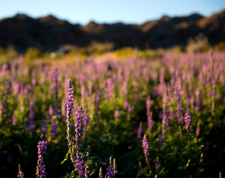 Arizona Lupine near Cottonwood