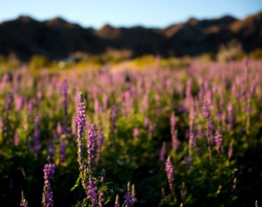 Arizona Lupine near Cottonwood
