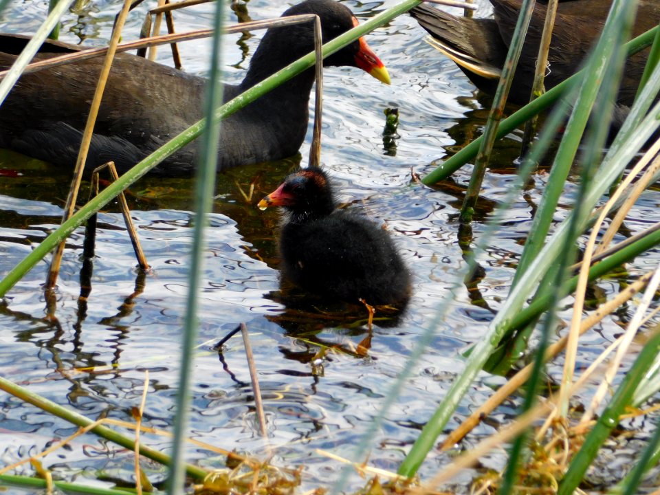 A Dusky Moorhen with chick