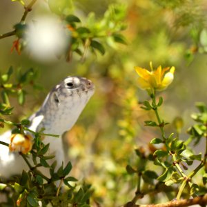 Desert iguana (Dipsosaurus dorsalis) eating creosote blossoms photo