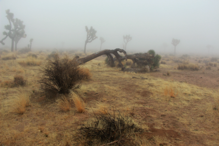 Fallen Joshua tree in the fog photo