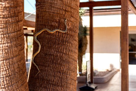Gopher snake (Pituophis catenifer deserticola) climbing California fan palm at Oasis Visitor Center