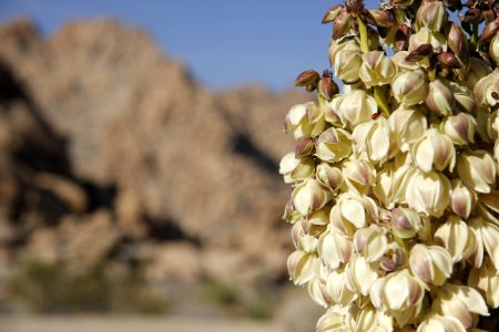 Mojave yucca in bloom at Indian Cove Campground; Twentynine Palms, CA photo