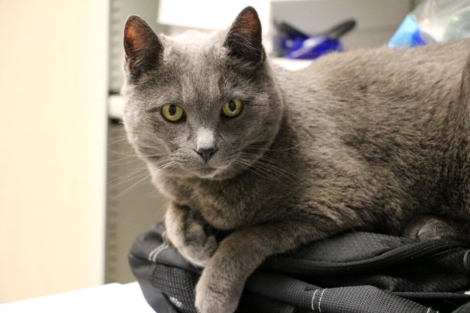 Feline domestic short hair animal pet