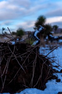 Joshua tree (Yucca brevifolia) photo