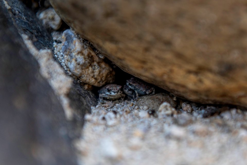 Red-spotted toads (anaxyrus punctatus) under a rock