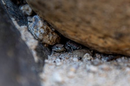 Red-spotted toads (anaxyrus punctatus) under a rock photo