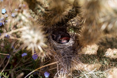 Sparrow nestlings in cholla nest photo