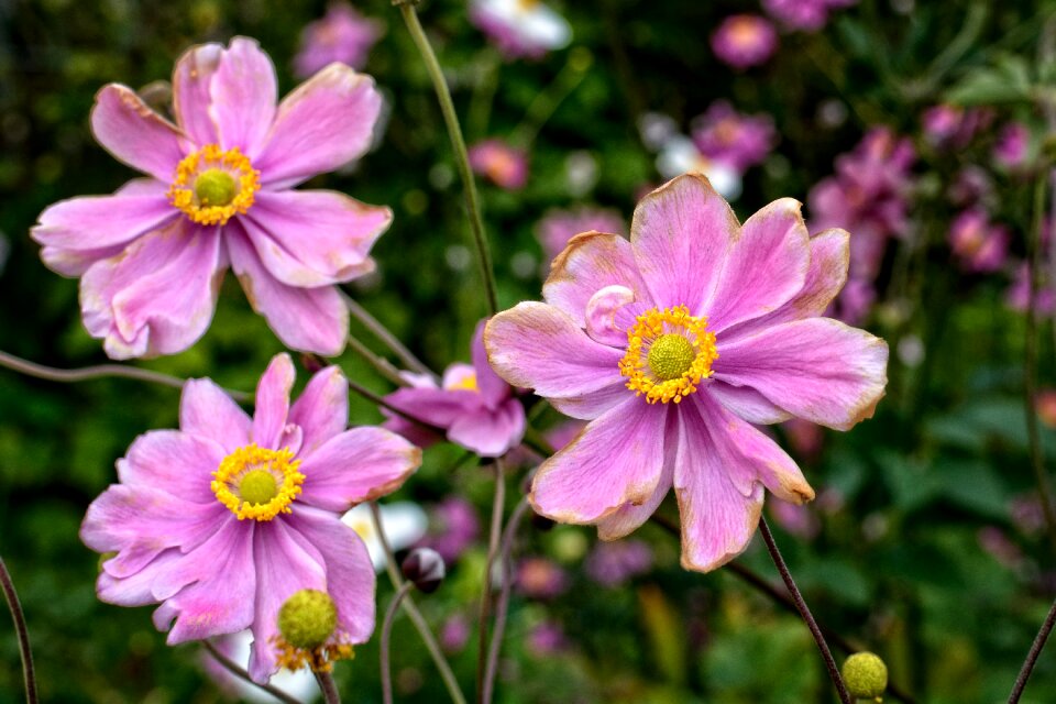 Blossom bloom garden plant
