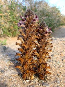 Desert broomrape (Orobanche cooperi); Old Dale Road photo