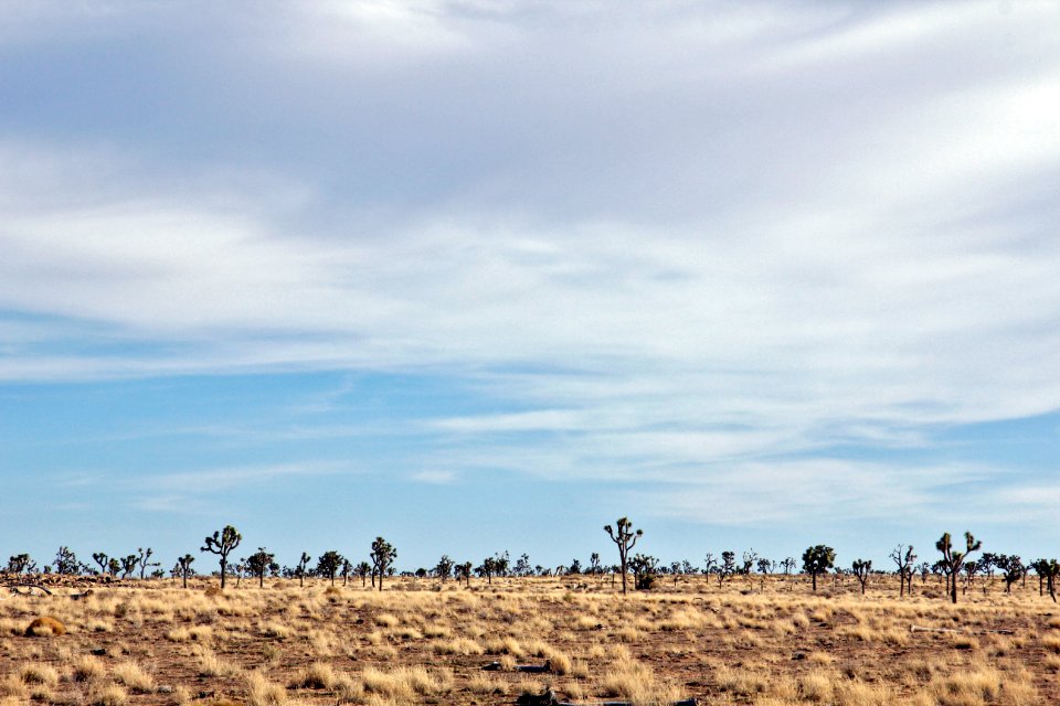 Joshua trees along Park Boulevard photo