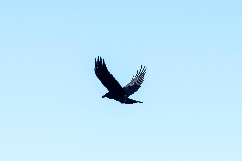 Raven (Corvus corax) photo