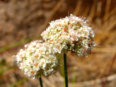 Eastern Mojave buckwheat (Eriogonum fasciculatum); Hidden Valley Trail photo