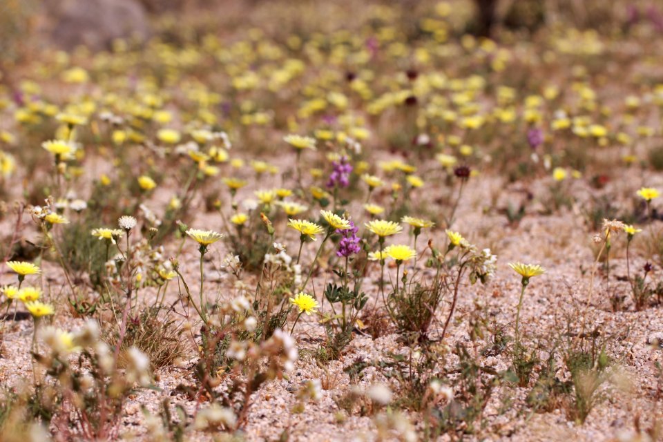 Carpet of Wildflowers