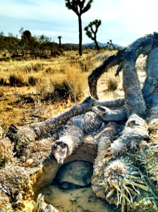 Adele the Desert Tortoise Burrows Beneath a Fallen Joshua Tree photo