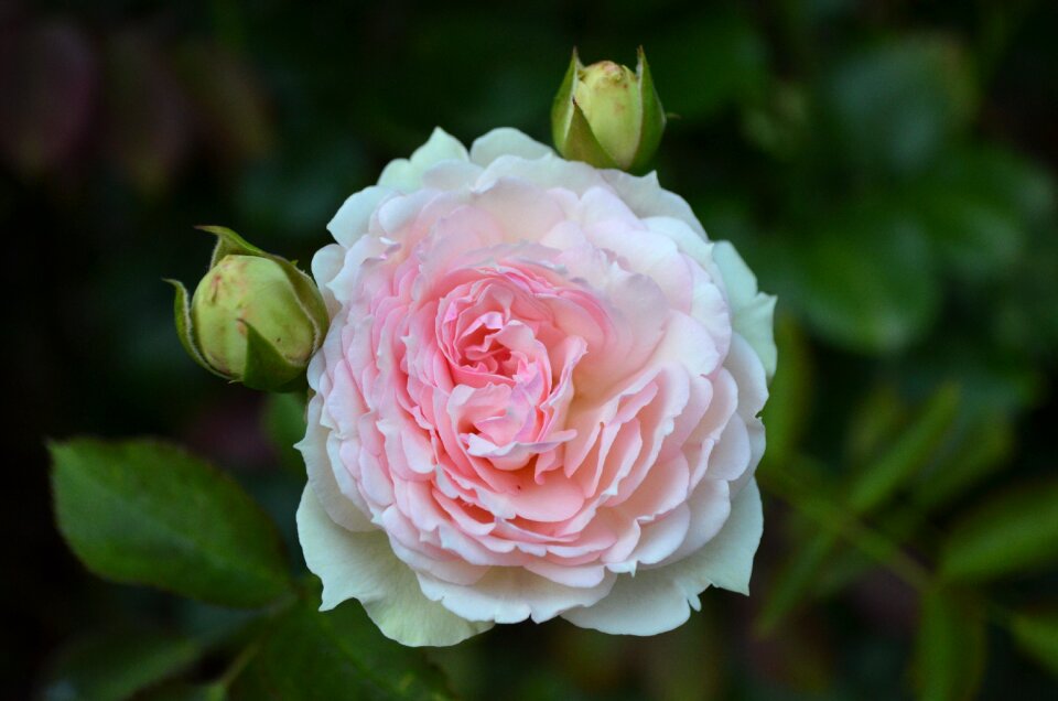 Bloom rose bloom rose blooms