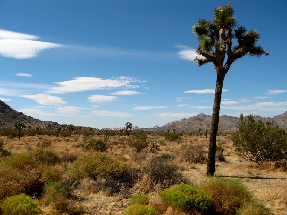 Joshua tree (Yucca brevifolia); Belle Campground
