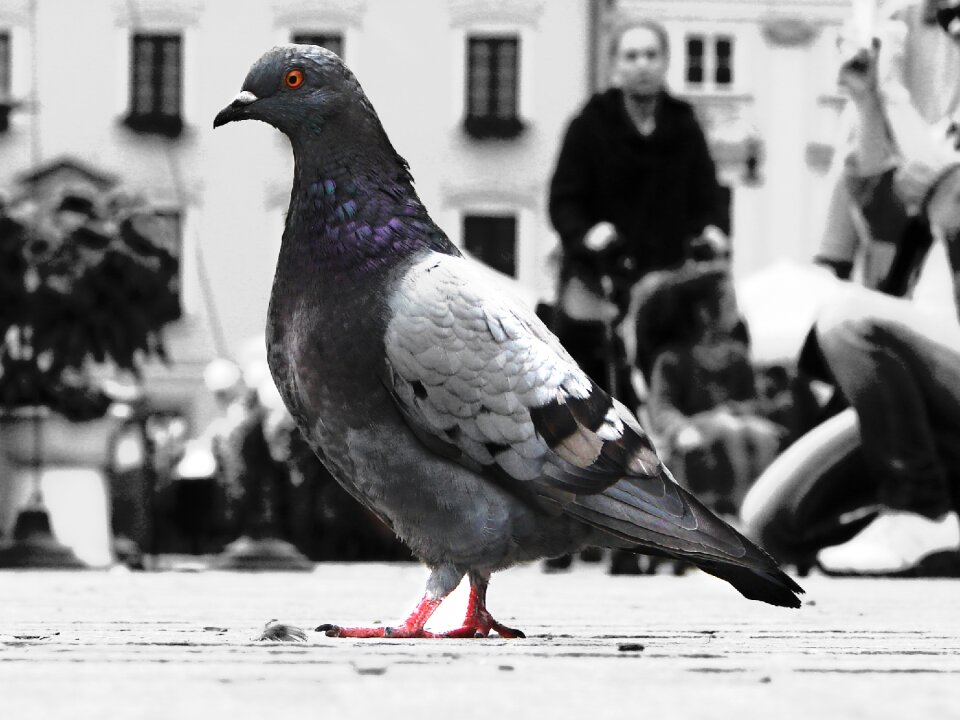 Photo black and white color