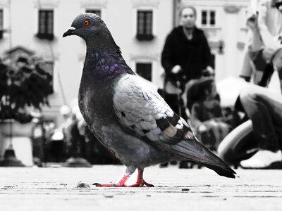 Photo black and white color