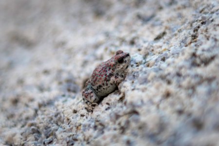 Red spotted toad (anaxyrus punctatus) photo