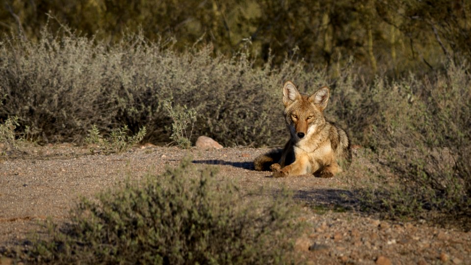 Coyote: I photo