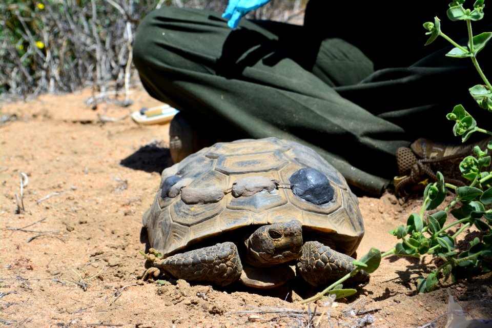 Tortoise Monitoring and Research