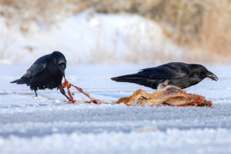 Ravens and roadkill