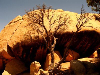 Dead oak tree; Barker Dam Trail