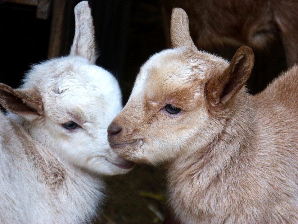 Breeding goat teddy