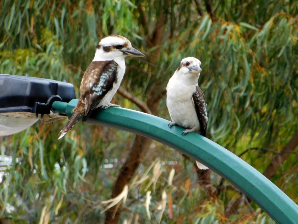 Kookaburra couple on street light