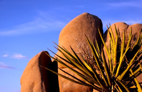 Mojave yucca (Yucca schidigera) and boulders photo