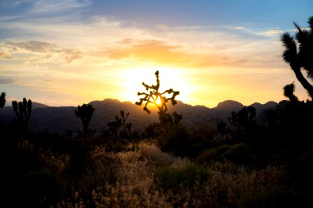 Joshua tree at sunset photo