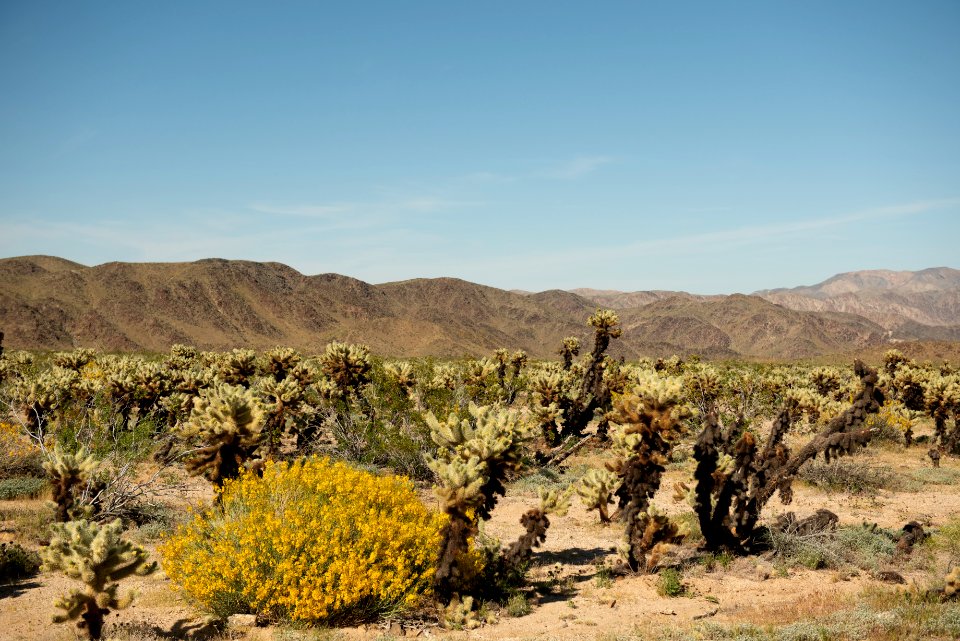 Cholla Cactus Garden with Desert Senna (Senna armata) blooms