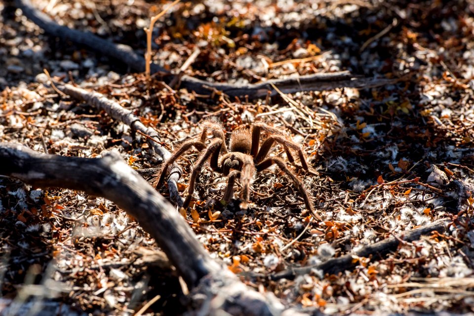 Tarantula near North Entrance; 11/13/15