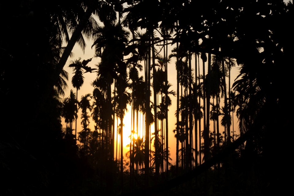 Coconut garden backlit palm trees