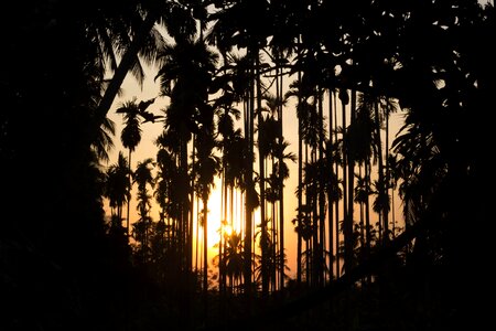 Coconut garden backlit palm trees photo