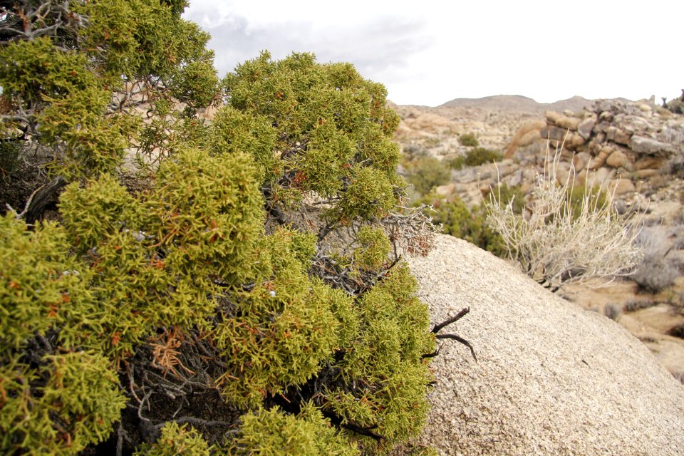 California juniper (Juniperus californica)