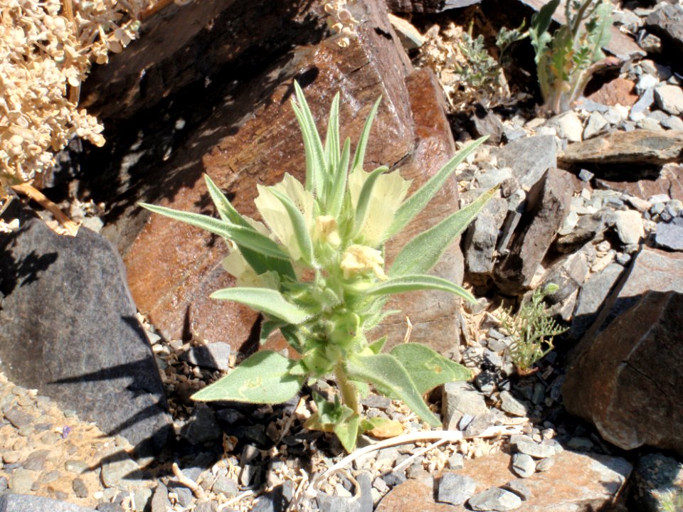 Ghost flower (Mohavea confertiflora)