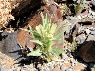 Ghost flower (Mohavea confertiflora)