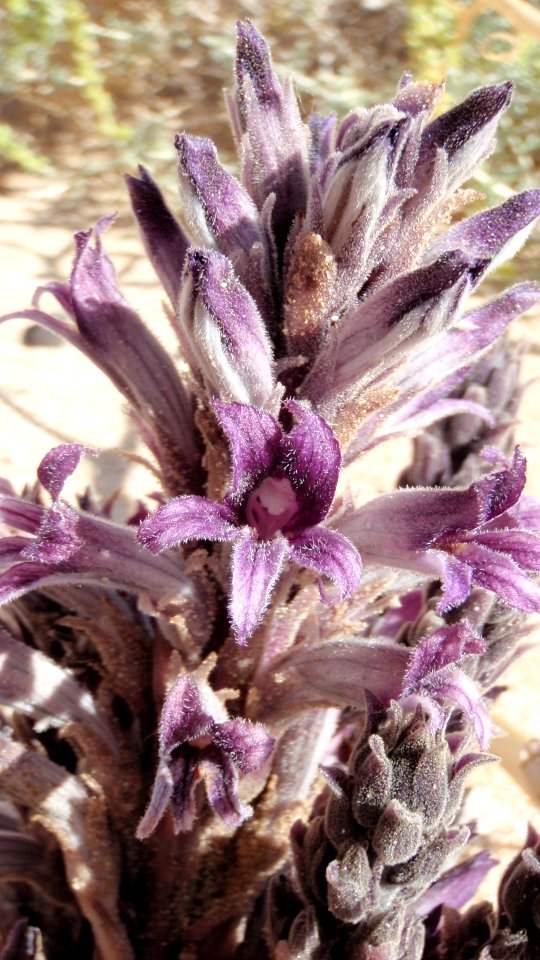 Broomrape (Orobanche)
