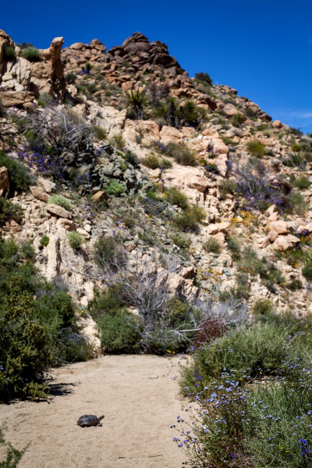 Tortoise on N Canyon View photo