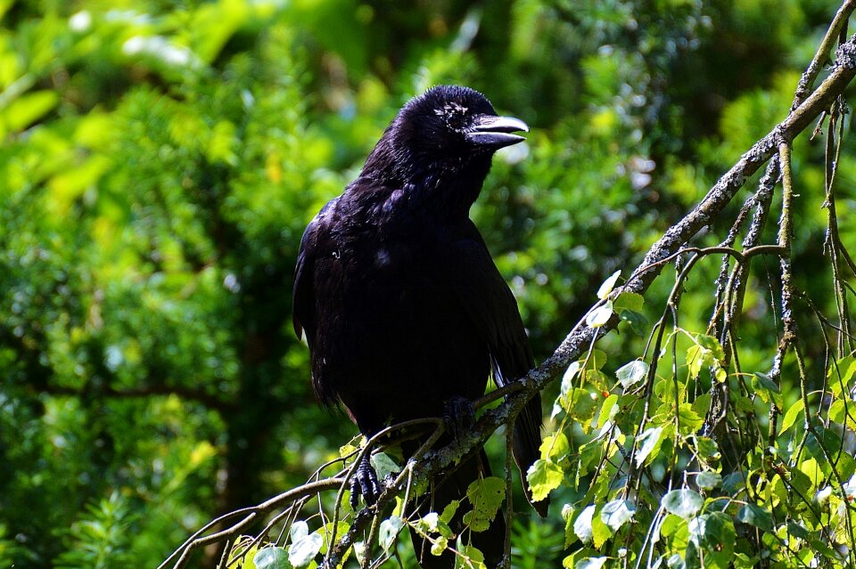Black raven bird birds