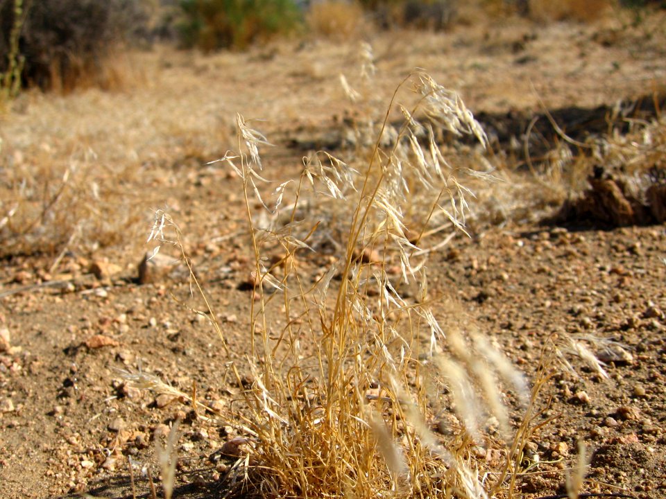 Exotic Invasive Cheatgrass (Bromus tectorum); Stubbe Springs Trail