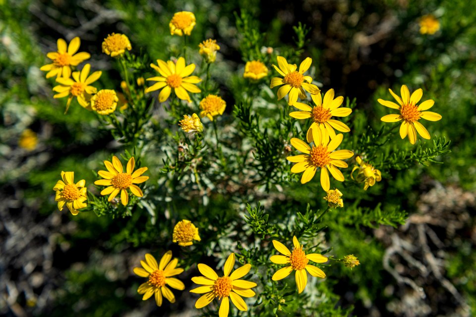Brittlebrush (Encelia farinosa)