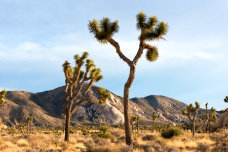 Ryan Mountain viewed from Lost Horse Valley