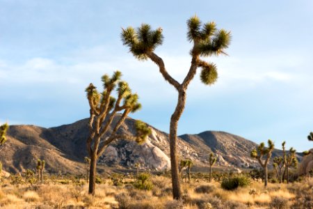 Ryan Mountain viewed from Lost Horse Valley photo