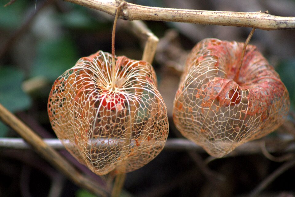 Fruit structure frame
